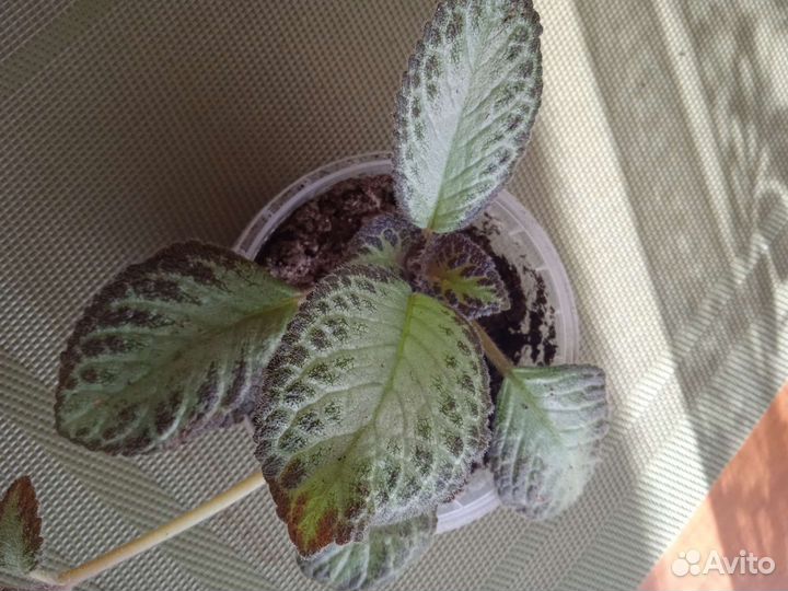 Комнатные цветы