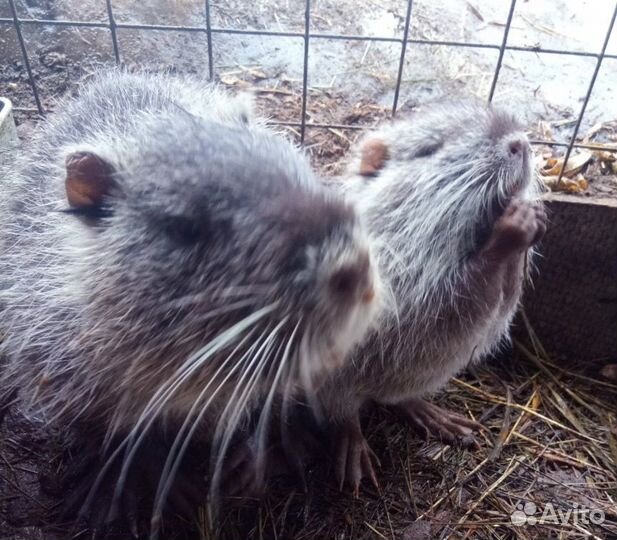 Нутрии разных окрасов щенки и взрослые