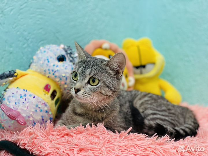Кошка Маргоша в добрые ручки