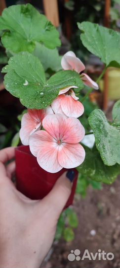 Пеларгония герань