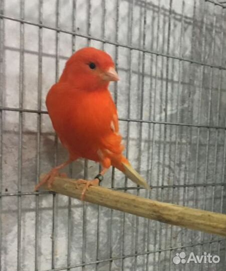 Канарейки красные,черно-красные, изабелла