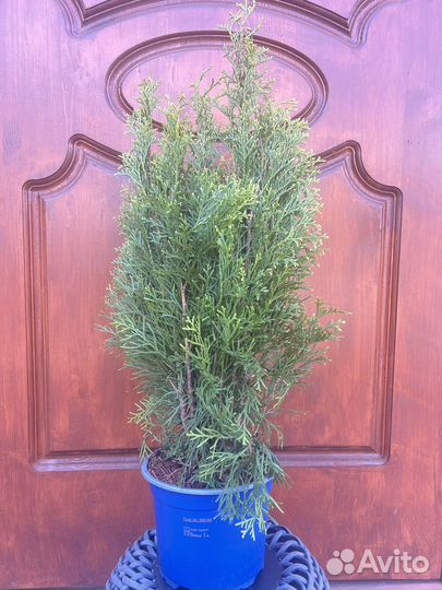 Туя смарагд