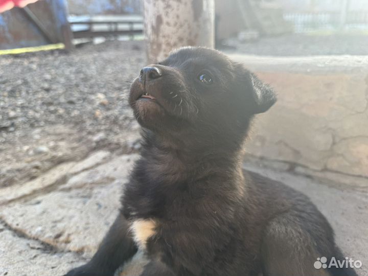 Щенок в добрые руки