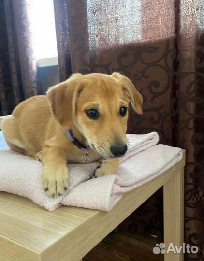 Щенок от небольшой собачки