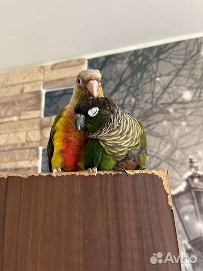 Попугай пиррура, ожереловый, монах и другии