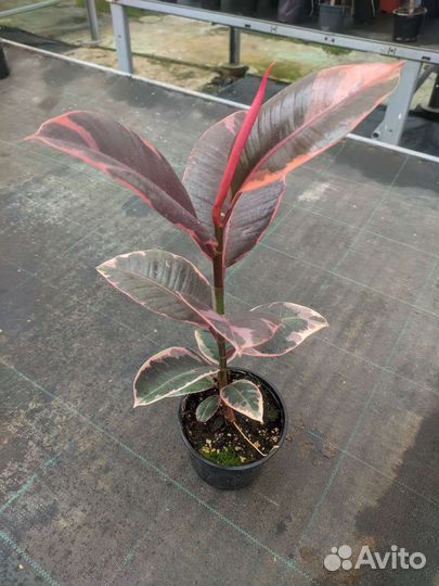 Фикус каучуконосный (эластика)