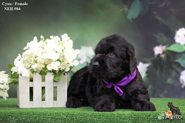 Щенок Русского Чёрного Терьера