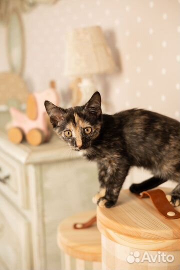 Отдам в добрые руки