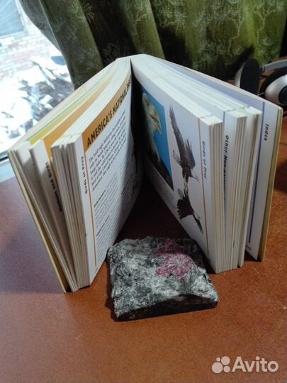 Birds (the little guides)