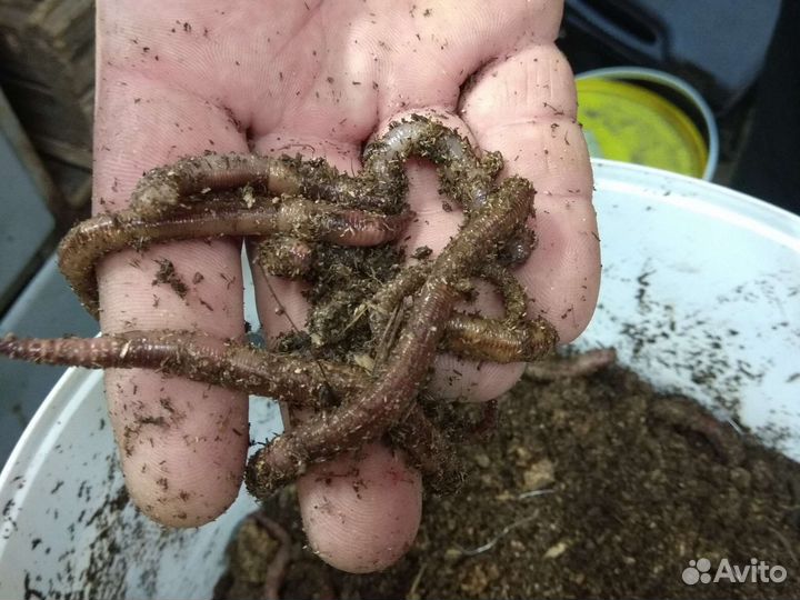Червь дендробена для рыбалки