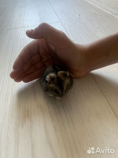 Джунгарский хомяк мальчик и девочка