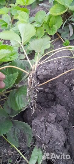 Рассада клубники