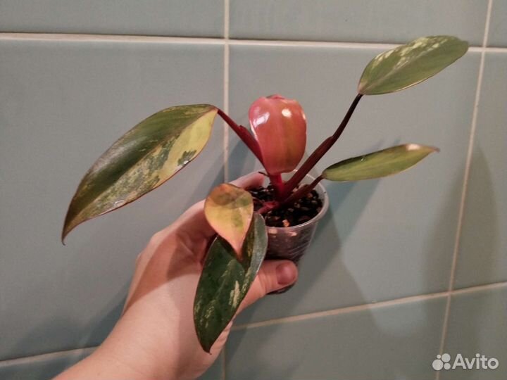 Филодендрон, хоия, эпипренум