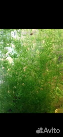 Аквариумное растение и гуппи