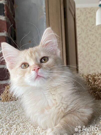 Сибирские котики