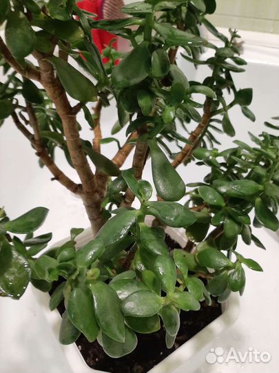 Отдам бесплатно цветы