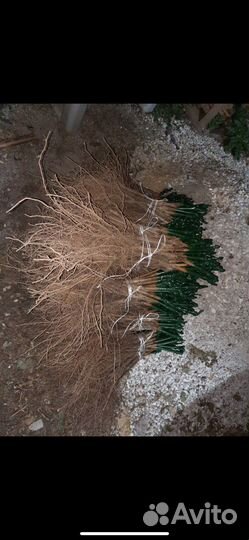 Саженцы привитого винограда под заказ