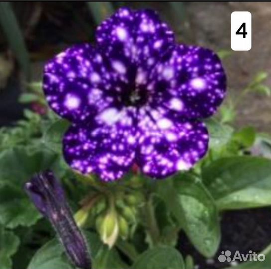 Петуния вегетотивная