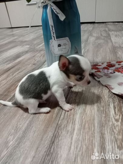 Щенки чихуахуа мини