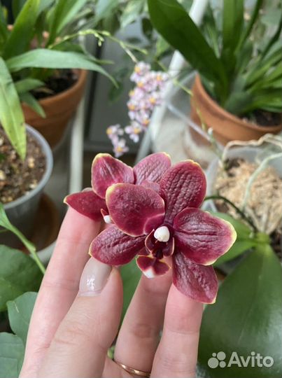 Орхидея фаленопсис сортовой