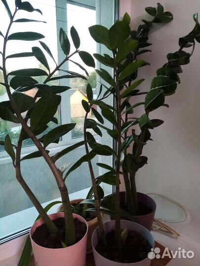 Замиокулькас