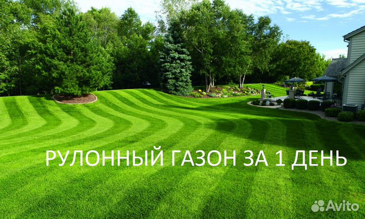 Газон под ключ. Озеленение участка. Рулонный Газон