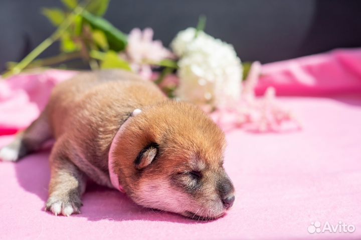 Собаки сиба ину щенки