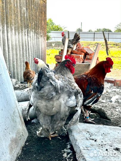 Петухи Кохинхин, Брама молодые