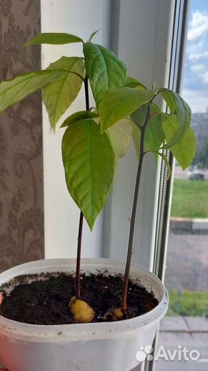Авокадо растение молодое