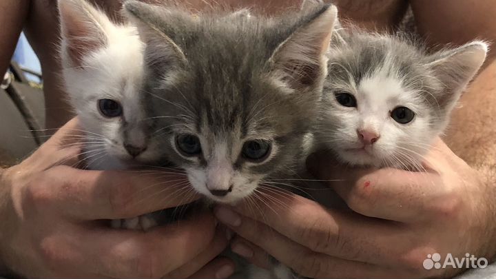 Котята бесплатно