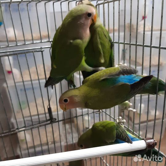 Попугай неразлучник розовощекий