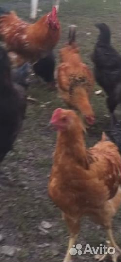 Молодые петушки