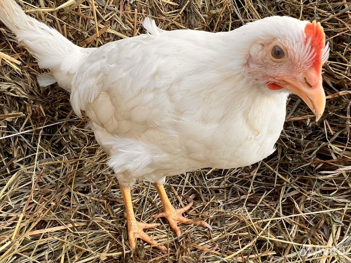 Куры несушки