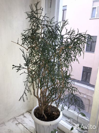 Хатиора Серосовая (Рипсалис) 