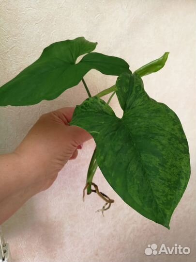 Эпипремнум