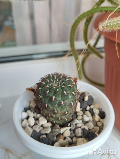 Продам кактус Sulcorebutia pulchra v. albiareolata