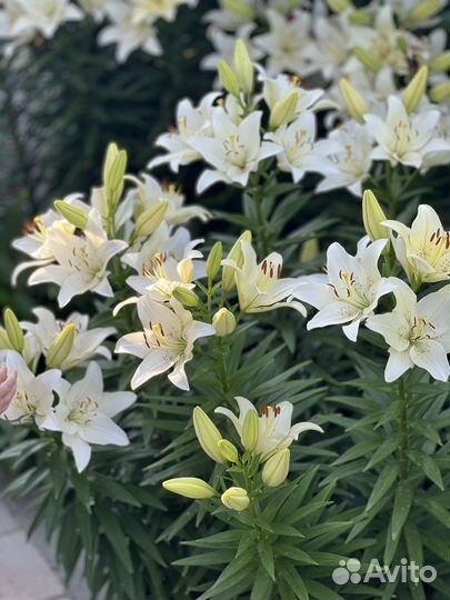 Белая лилия