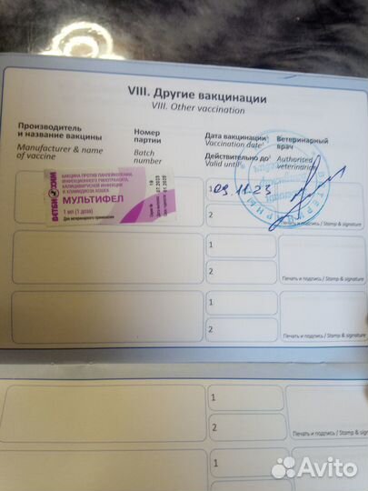 Канадский сфинкс котенок девочка