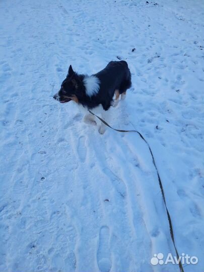 Вязка кобель австралийская овчарка