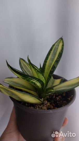 Сансевиерия Ханни фаворит