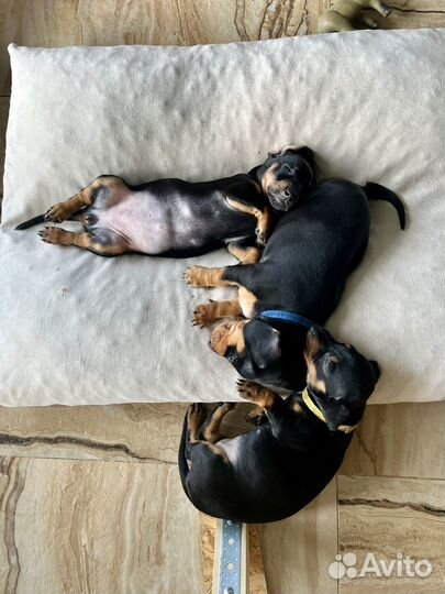 Такса щенки