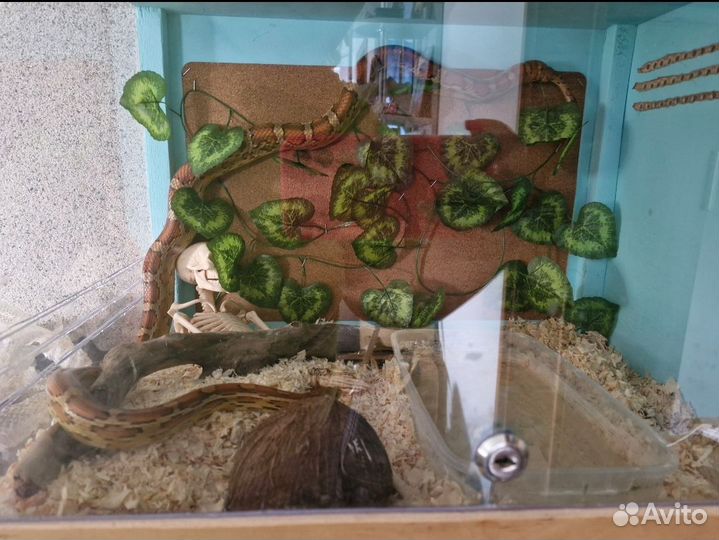 Маисовый полоз