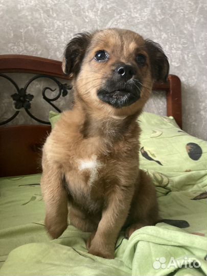 Собака в добрые руки щенок девочка