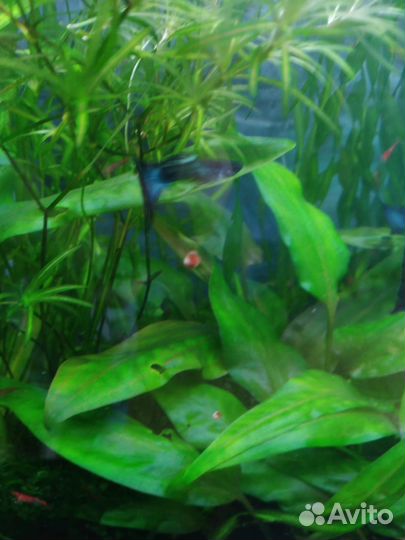 Криптокорина понтедериеволистная