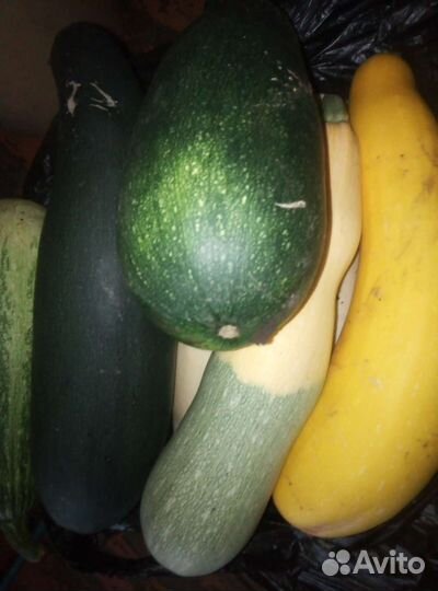 Кабачки деревенские