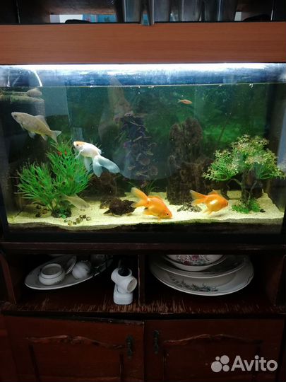 Аквариум на 100л