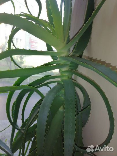 Алоэ лечебный