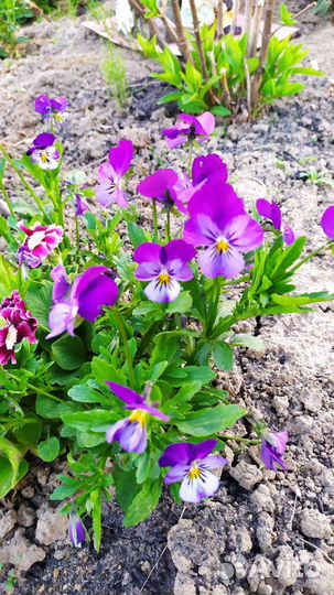 Многолетние цветы