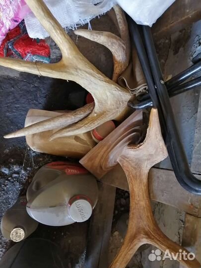 Продам рога лося