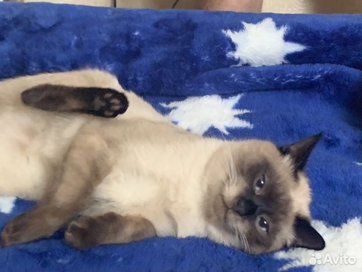 Тайский кот вязка